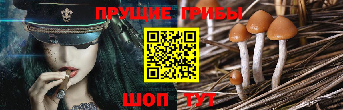 Галлюциногенные грибы Psilocybe Губкин