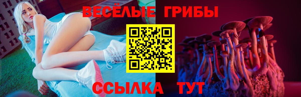 Псилоцибиновые грибы Psilocybine cubensis  как найти закладки  Губкин  Псилоцибиновые грибы мицелий 